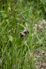 Ophrys holosericea, photograph Felicia Seichter, CC BY, iNaturalist via GBIF