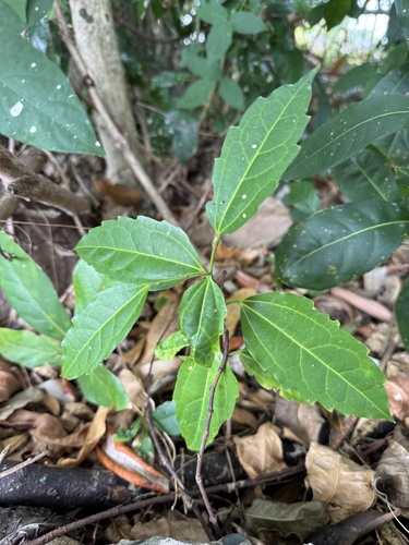 Celtis paniculata observed 2026-10-18