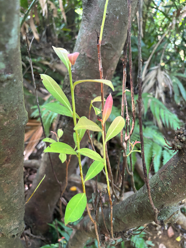 Cleyera japonica observed 2026-10-12