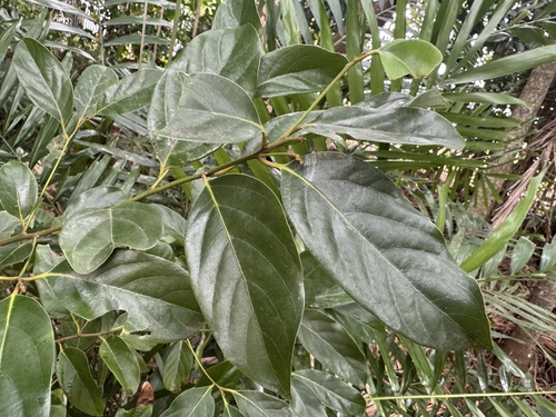 Cryptocarya vulgaris observed 2026-10-18