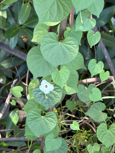 Ipomoea obscura observed 2026-10-17