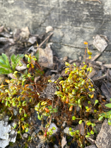 Funaria hygrometrica observed 2026-10-18