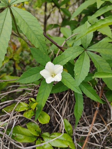 Distimake quinquefolius observed 2026-10-16