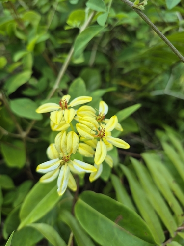 Tristellateia australasiae observed 2026-08-25