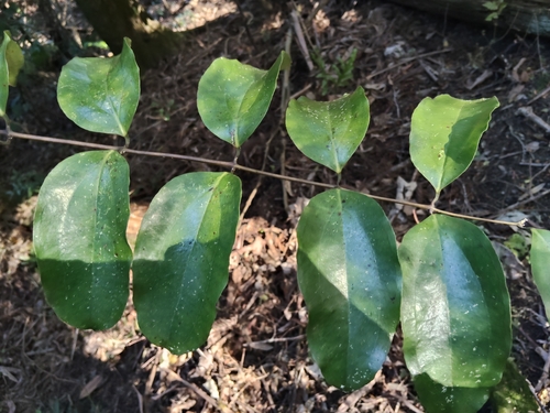 Ripogonum scandens observed 2026-10-18