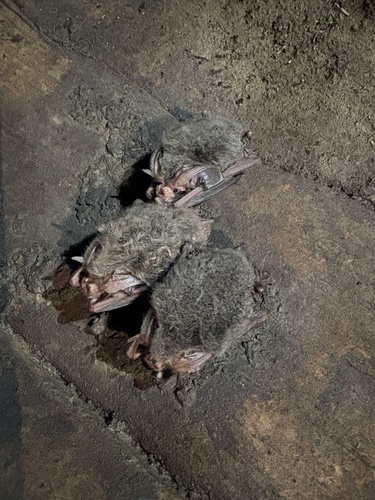Corynorhinus rafinesquii observed 2026-10-17