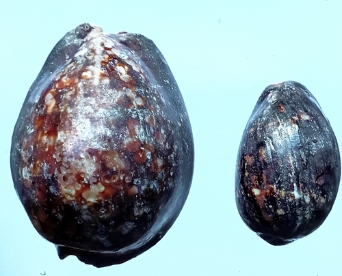 Cypraea mauritiana observed 2026-10-13