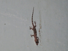 Hemidactylus