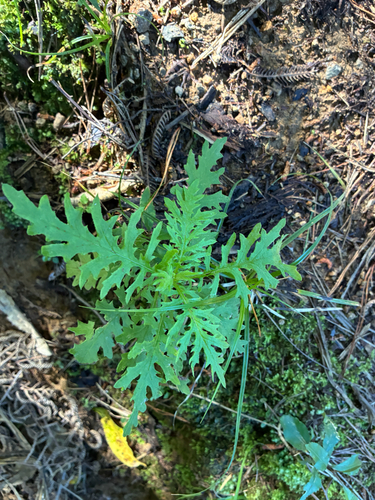 Senecio bipinnatisectus observed 2026-10-18