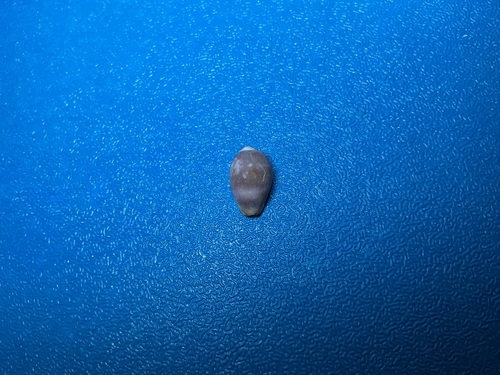 Purpuradusta gracilis observed 2026-10-18