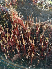 Polytrichum piliferum