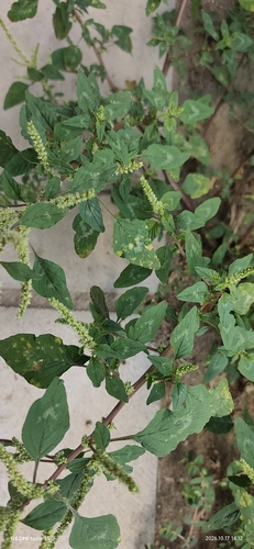 Amaranthus spinosus observed 2026-10-17