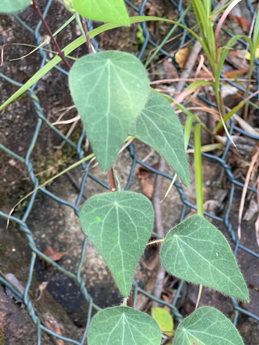 Cyclea observed 2026-10-18
