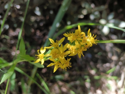 Solidago decurrens observed 2026-10-18