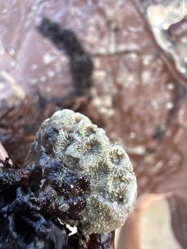 Plesiastrea versipora observed 2026-10-18