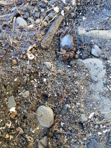 Cyclograpsus, 2026-10-18
