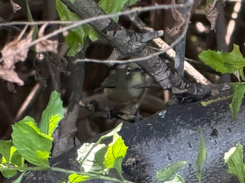 Zosterops japonicus observed 2026-10-17