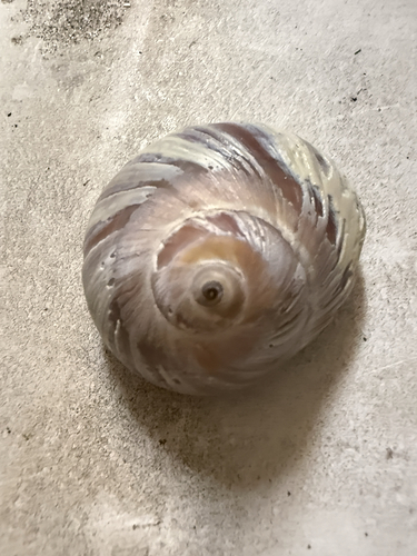 Glossaulax reclusiana observed 2026-10-17