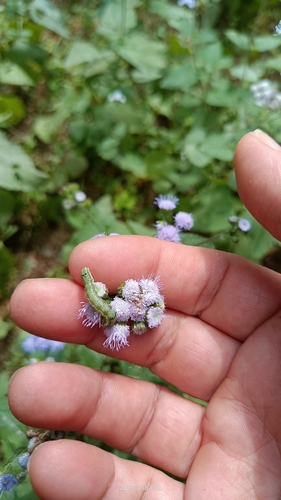 Ageratum conyzoides observed 2026-10-18