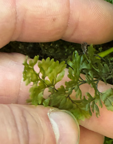 Hymenophyllum polyanthos observed 2026-10-18