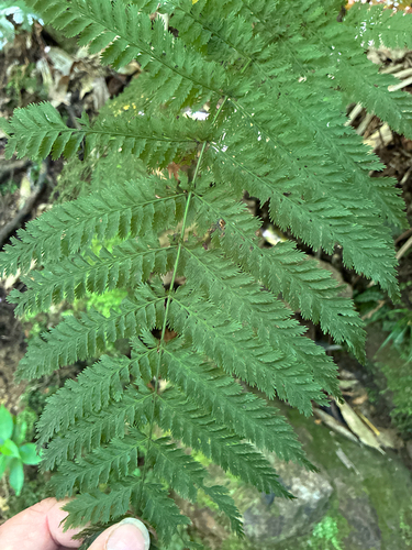 Leptopteris hymenophylloides observed 2026-10-18