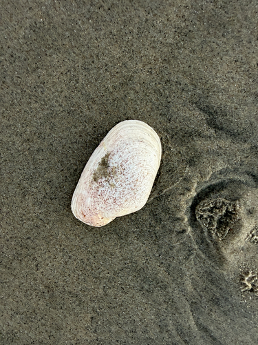 Platyodon cancellatus observed 2026-10-17