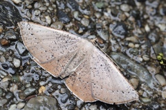 Plesiomorpha punctilinearia