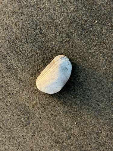 Platyodon cancellatus observed 2026-10-17