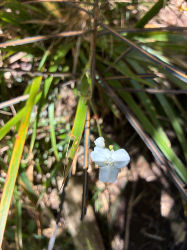 Libertia ixioides observed 2026-10-18