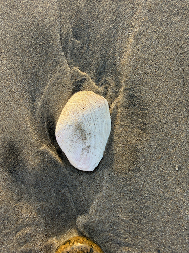 Platyodon cancellatus observed 2026-10-17
