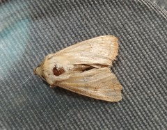 Mythimna vitellina