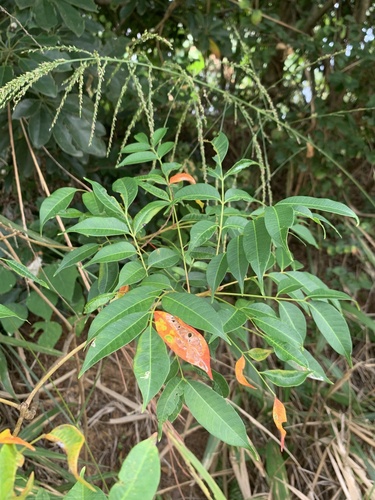 Toxicodendron succedaneum observed 2026-10-18