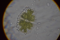 Micrasterias americana