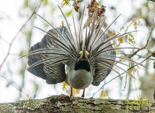 Yellow-crowned Night Heron photographed in Mississippi