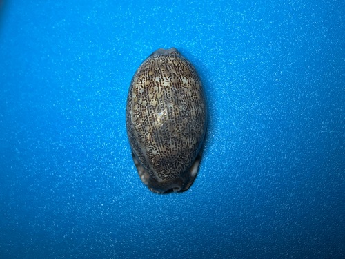 Cypraea eglantina observed 2026-10-18