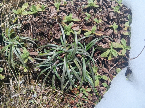 Celmisia major, 2026-10-18