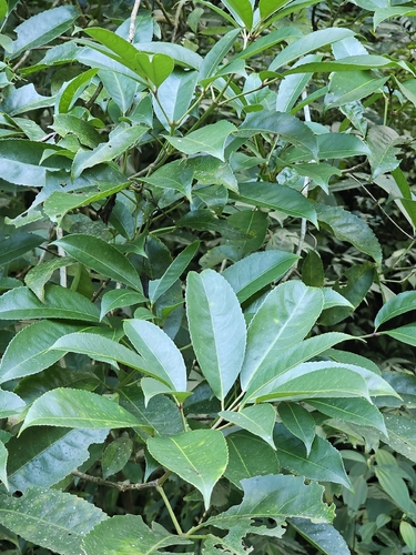 Turpinia observed 2026-10-18