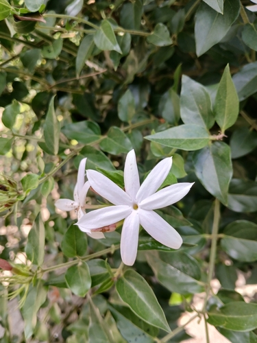 Jasminum nervosum observed 2026-10-18