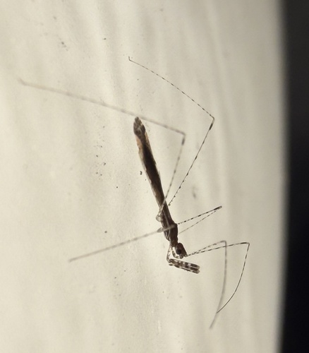 Empicoris rubromaculatus observed 2026-10-17