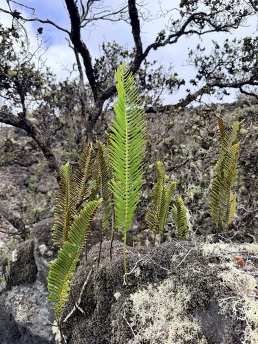Polypodium pellucidum observed 2026-10-17