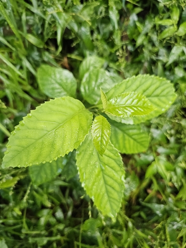 Maesa perlaria observed 2026-10-18