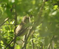 Acrocephalus palustris