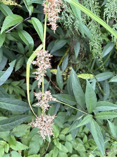 Carex cruciata observed 2026-10-18