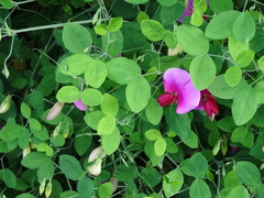 Lathyrus grandiflorus