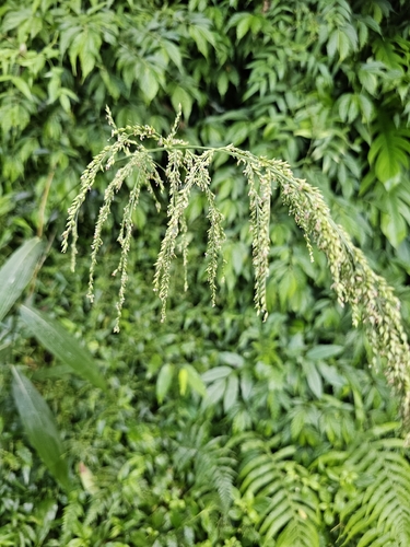 Setaria palmifolia observed 2026-10-18