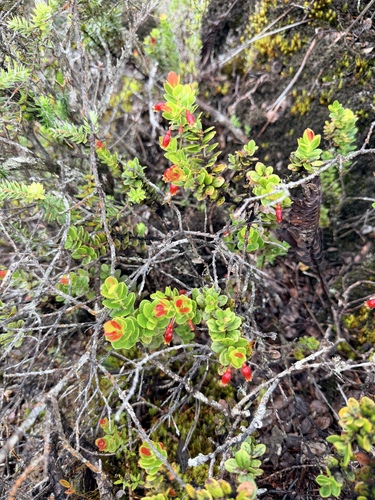 Vaccinium reticulatum observed 2026-10-17