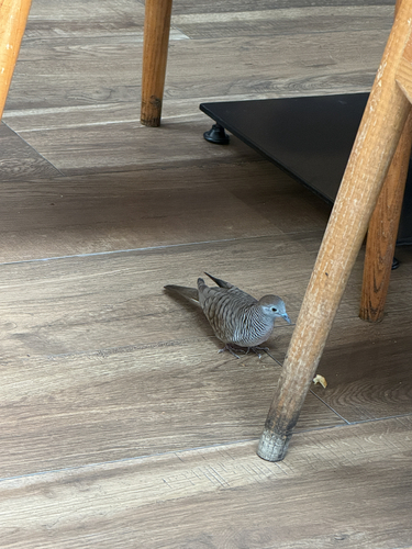 Zebra Dove