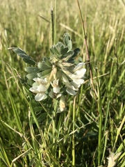 Vicia pannonica