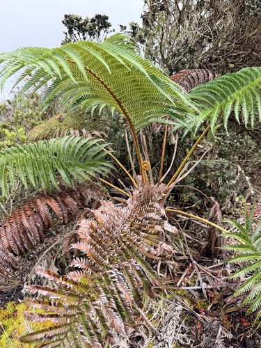 Sadleria cyatheoides observed 2026-10-17