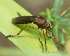 Diogmites platypterus